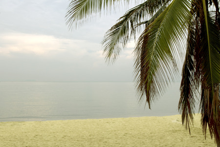 Tropical beach with palm trees, Thailandの写真素材