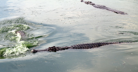 Crocodile in nature
