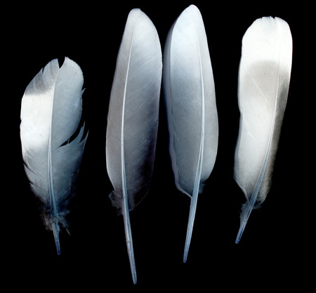feather against blackの写真素材