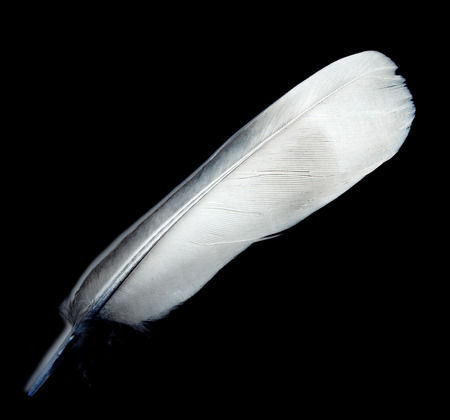 feather against blackの写真素材