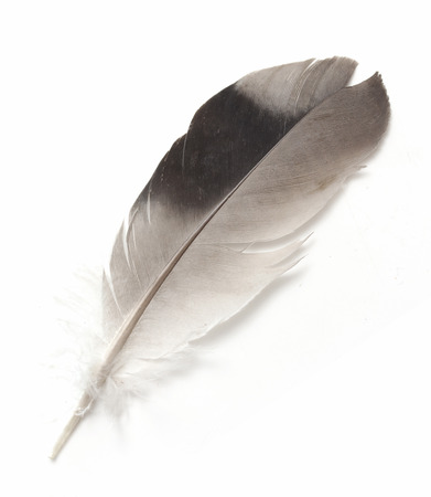 bird feather on white backgroundの写真素材