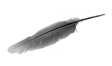 Beautiful  feather , isolated on whiteの写真素材
