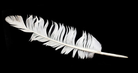 bird feather on black の写真素材