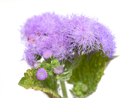 flowers of thistles