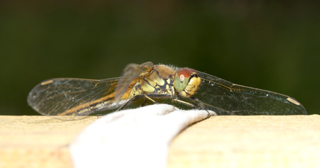 dragonfly