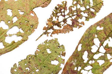 Leaf with holes, eaten by pests isolated on white backgroundの写真素材