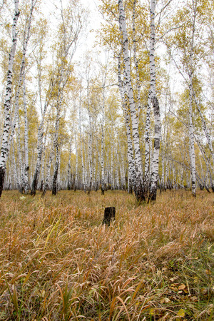 yellow autumn birch forestの写真素材