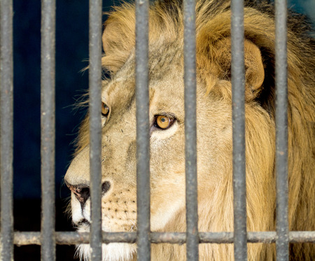 lion in a cageの写真素材