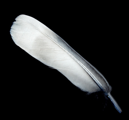 feather against blackの写真素材