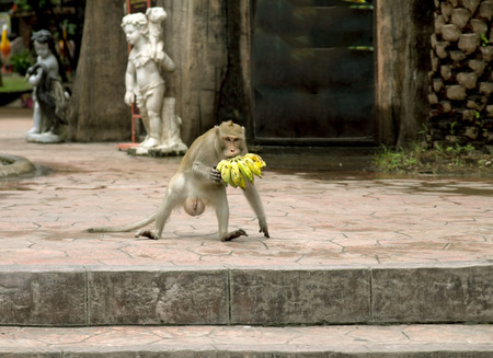 Monkey Outdoorsの写真素材