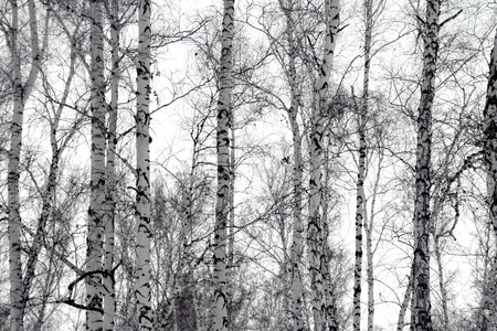 birch winterの写真素材