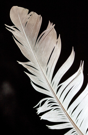 bird feather on a black backgroundの写真素材