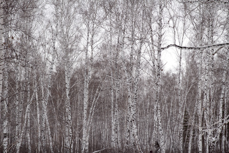 birch winterの写真素材