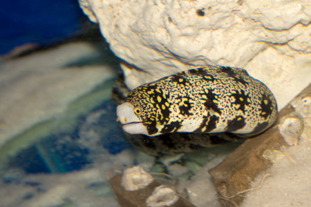 marine fish in water