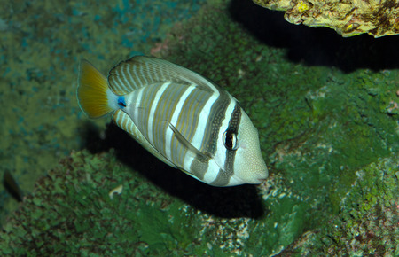 marine fish in water