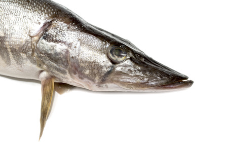 fish pike on a white backgroundの写真素材