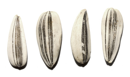 closeup of dry sunflower seeds.の写真素材