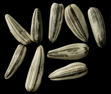 sunflower seeds white not black backgroundの写真素材
