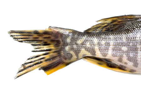 fish pike on a white backgroundの写真素材