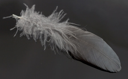 one bird featherの写真素材