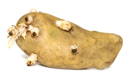 sprouted potatoes on a white backgroundの写真素材