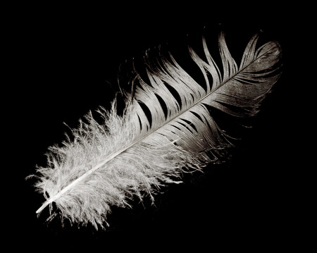 one bird featherの写真素材