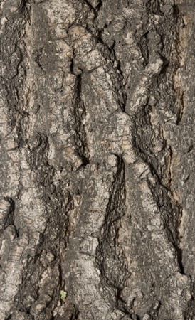 Old Wood Tree Texture Background Patternの写真素材
