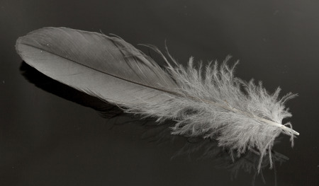 one bird featherの写真素材