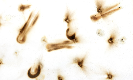 Fire holes in white paperの写真素材