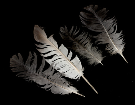 one bird feather