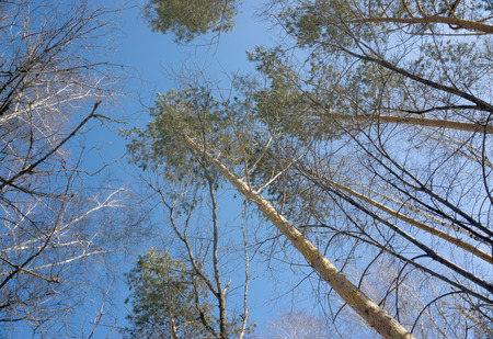 tree branches on a blue sky background