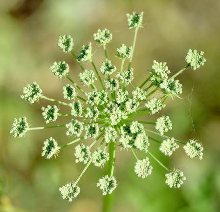 Green healthy dill captured in the gardenの写真素材