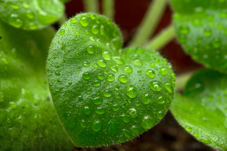 rain drops on green leaves