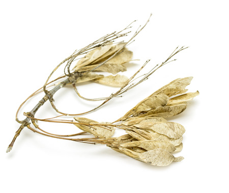 dry maple seeds on a white backgroundの写真素材