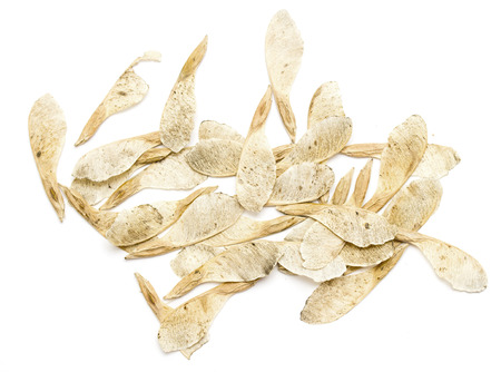 dry maple seeds on a white backgroundの写真素材