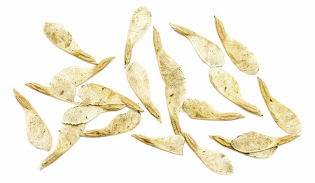dry maple seeds on a white background