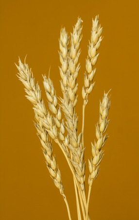 yellow wheat ears isolated on orange backgroundの写真素材