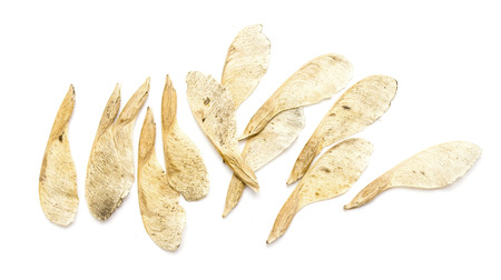 dry maple seeds on a white backgroundの写真素材