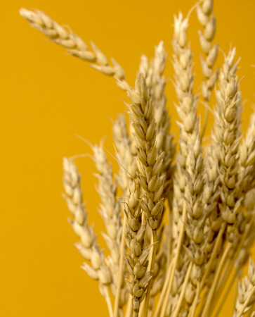 yellow wheat ears isolated on orange background