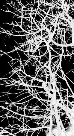 abstraction, white tree branches on a black backgroundの写真素材