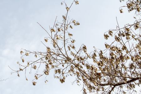 bare tree branches against the blue sky