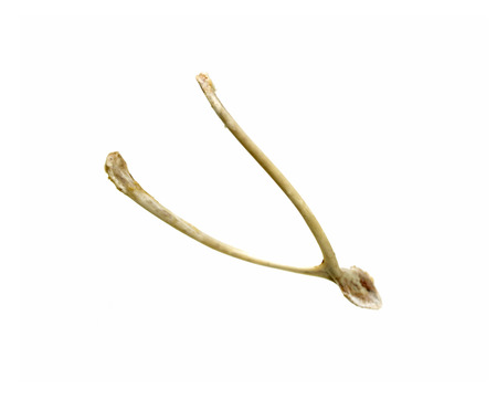 Wish boneの写真素材