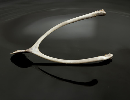 Wish bone