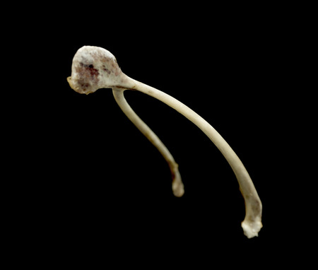 Wish boneの写真素材