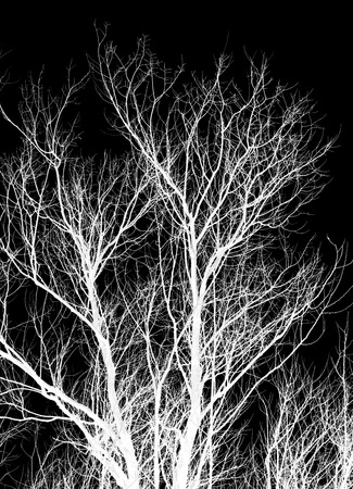 abstraction, white tree branches on a black backgroundの写真素材