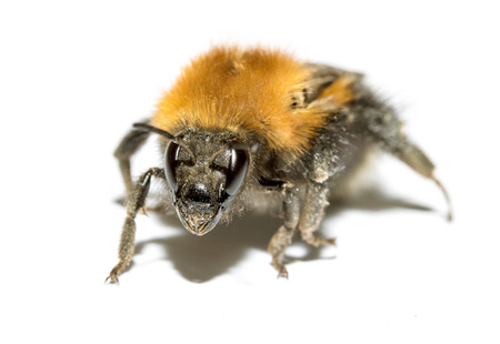 Insect, bumble bee on a white with shadowの写真素材