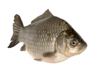 Carp fish isolated on white の写真素材