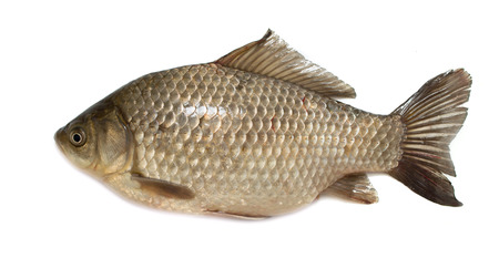 carp fish isolated on white backgroundの写真素材