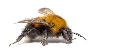insect, bumble bee on a white background with shadow