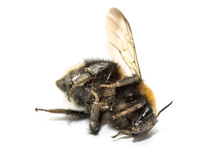 insect, bumble bee on a white background with shadowの写真素材